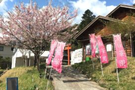 神河町の「桜華園」でさくらまつりが開催。演奏などのイベントや出店も。