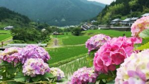 【神崎郡】定番から穴場までオススメ紫陽花（アジサイ）スポット