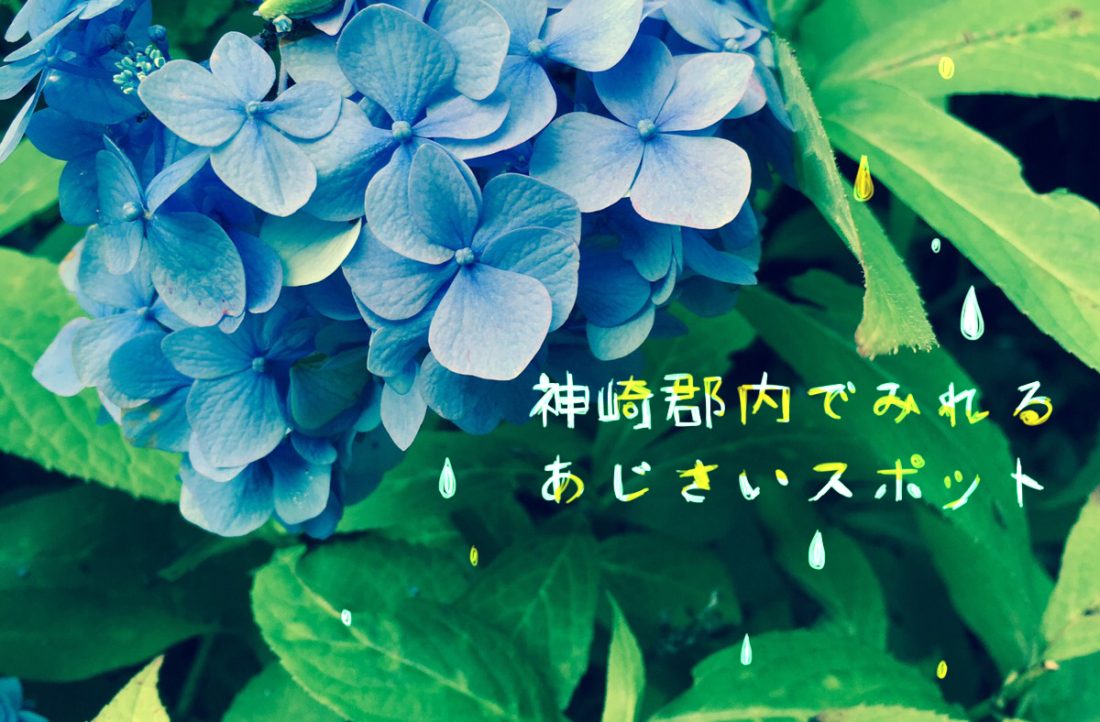 紫陽花 あじさい スポットを まとめたい 神崎郡 神河町 市川町 福崎町 いいものタウン 兵庫県神崎郡と近郊のトレンド