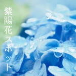 紫陽花特集