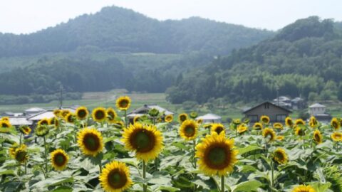 市川町 ひまわり畑が見ごろに いいものタウン 兵庫県まんなかのニュースとトレンド