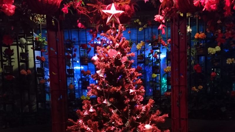 花と光のクリスマス│兵庫県立フラワーセンター