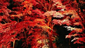 ～しそう秋物語～最上山もみじ祭り| 最上山公園