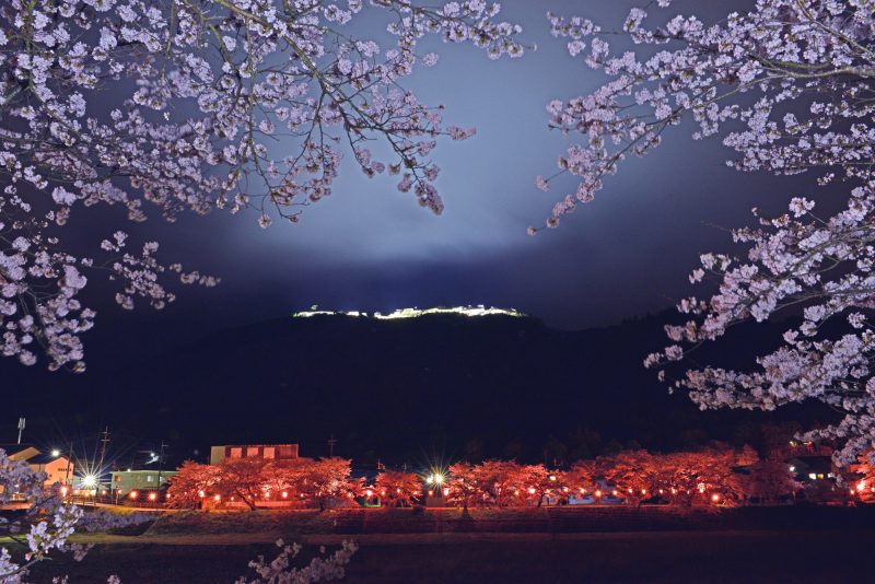 朝来市 竹田城跡 夜桜ライトアップ 21 いいものタウン 兵庫県神崎郡と近郊のトレンド