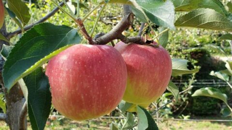 【宍粟市】原観光りんご園オープン 2020｜16品種、約1100本のリンゴがつぎつぎ実る
