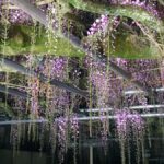【宍粟市】大歳神社「千年藤」ライトアップ