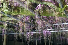 藤の彩りに包まれて。大歳神社で「藤まつり」が開催中│宍粟市