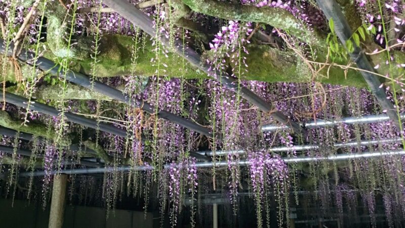 【宍粟市】大歳神社「千年藤」ライトアップ