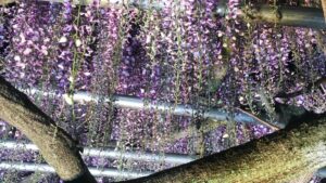 【宍粟市】大歳神社「千年藤」ライトアップ