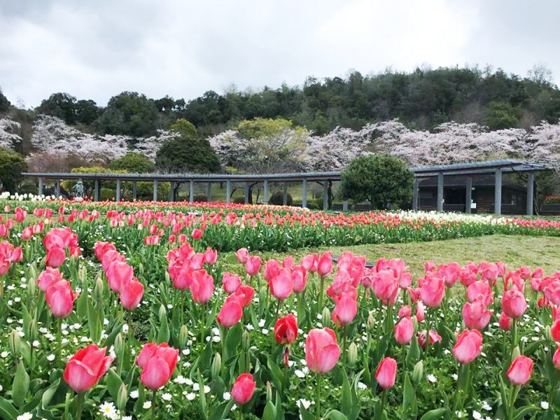 加西市 フラワーセンター臨時休園 新型コロナウイルス感染拡大防止 いいものタウン 兵庫県神崎郡と近郊エリア