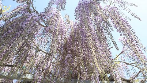 大歳神社「千年藤」