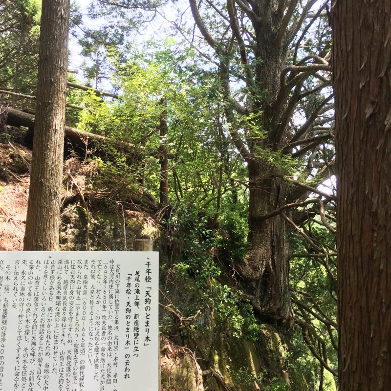 天狗の止まり木