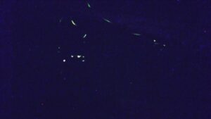 フロイデン八千代