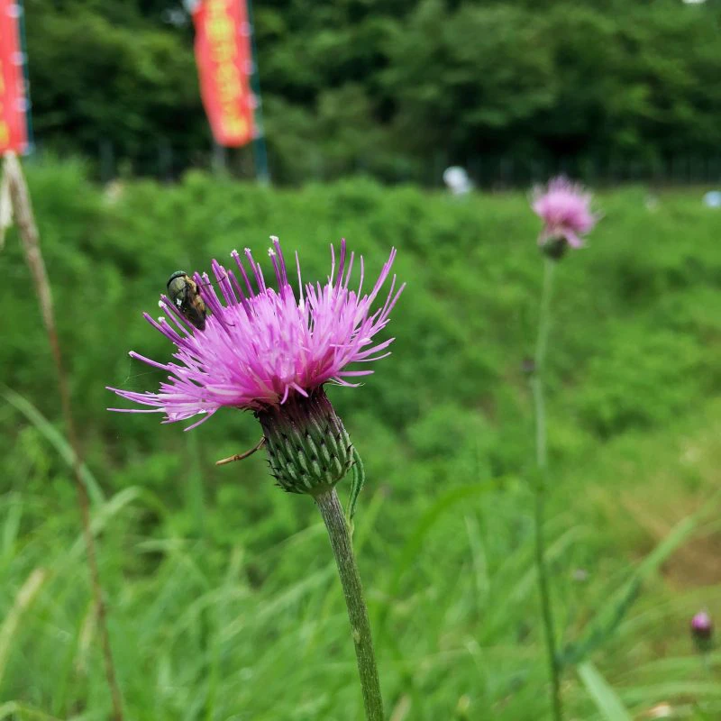 下岡にんにく村