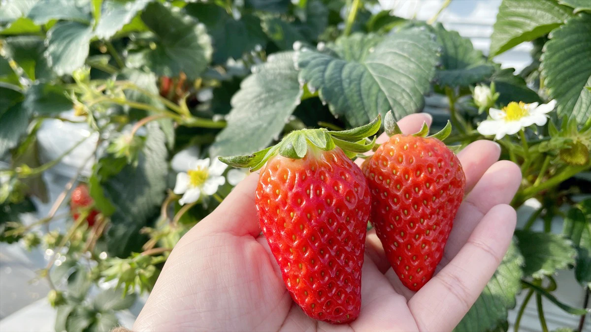 にっしーFarm