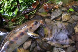 自宅のプールで魚つかみ！？神河町「長谷漁協」の生きたアマゴお届けサービスが今年もスタート