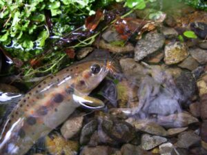 自宅のプールで魚つかみ！？神河町「長谷漁協」の生きたアマゴお届けサービスが今年もスタート
