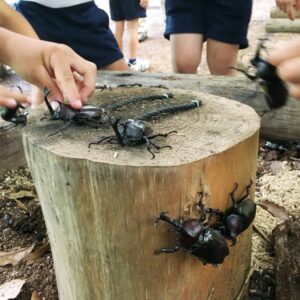 【市川町】夏定番スポット「かぶとむしど～む」でカブトムシに触れて、学ぶ。リフレッシュパーク市川