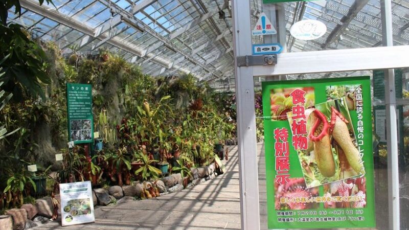 「食虫植物特別展示」は9月10日（火）まで｜兵庫県立フラワーセンター