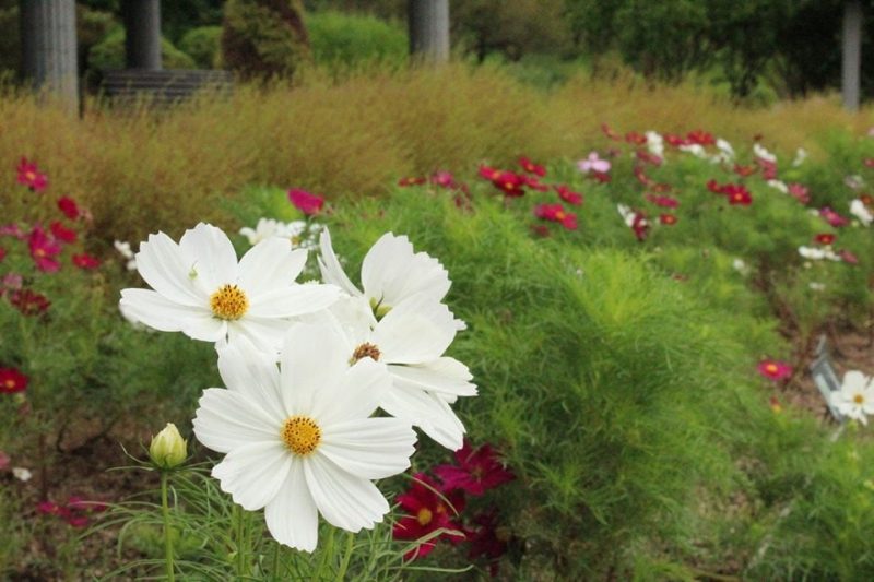 四季の花壇ではコスモスも咲きそろってきています。｜兵庫県立フラワーセンター