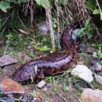 天然記念物のオオサンショウウオ