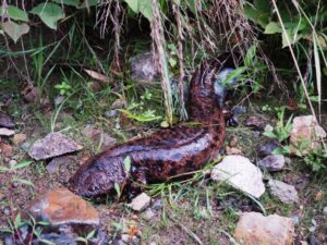 天然記念物のオオサンショウウオ