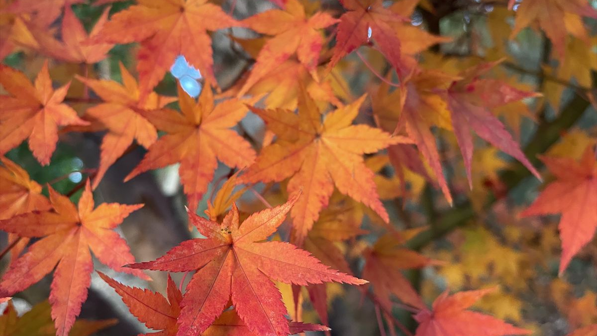 【兵庫県まんなか】定番から穴場までオススメ紅葉スポット30選｜神崎郡と近郊エリア