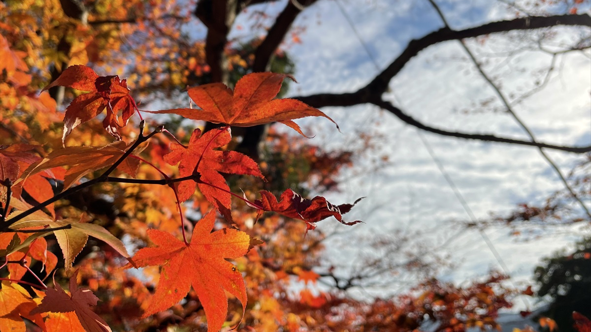 もみじ山　紅葉