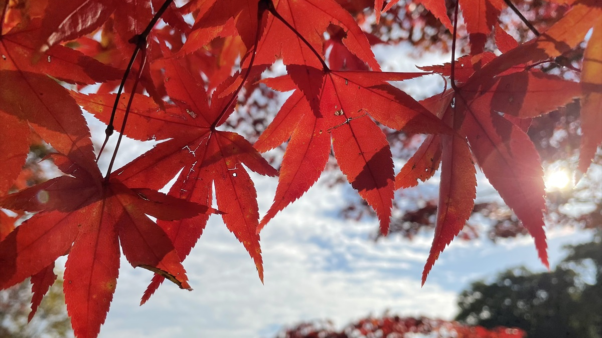 もみじ山　紅葉