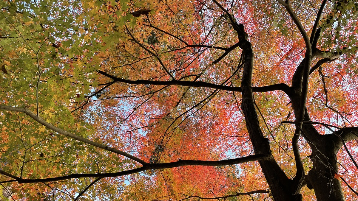 もみじ山　紅葉