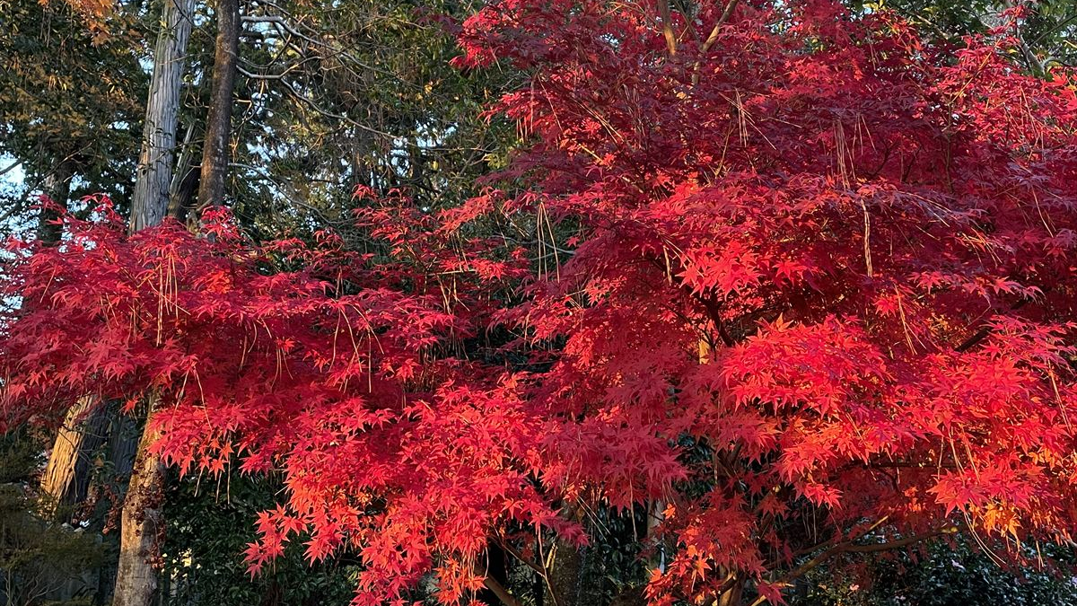 【兵庫県まんなか】定番から穴場までオススメ紅葉スポット30選｜神崎郡と近郊エリア