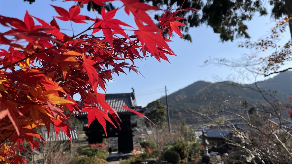 金剛城寺　紅葉