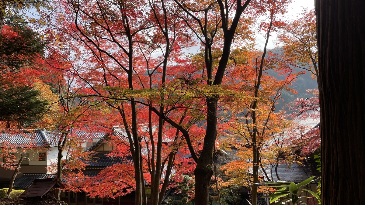 【兵庫県まんなか】定番から穴場までオススメ紅葉スポット30選｜神崎郡と近郊エリア