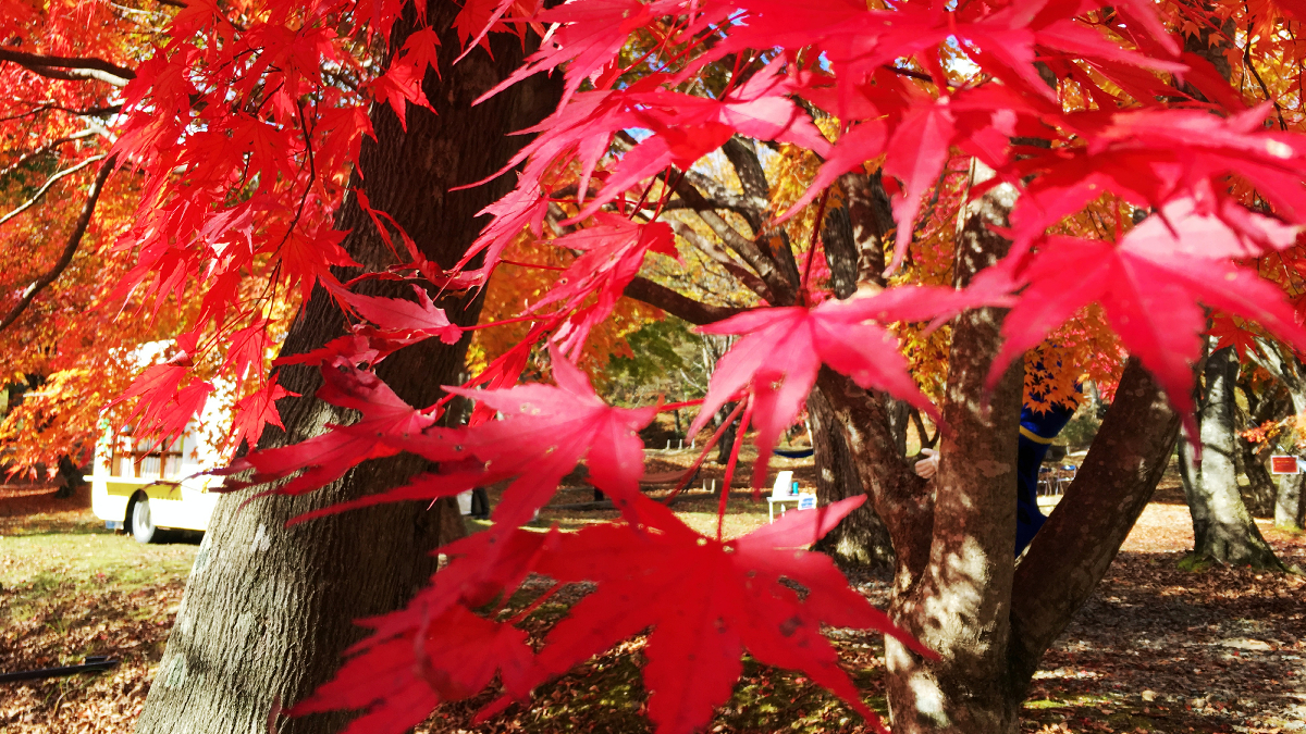 ちくさ高原　紅葉