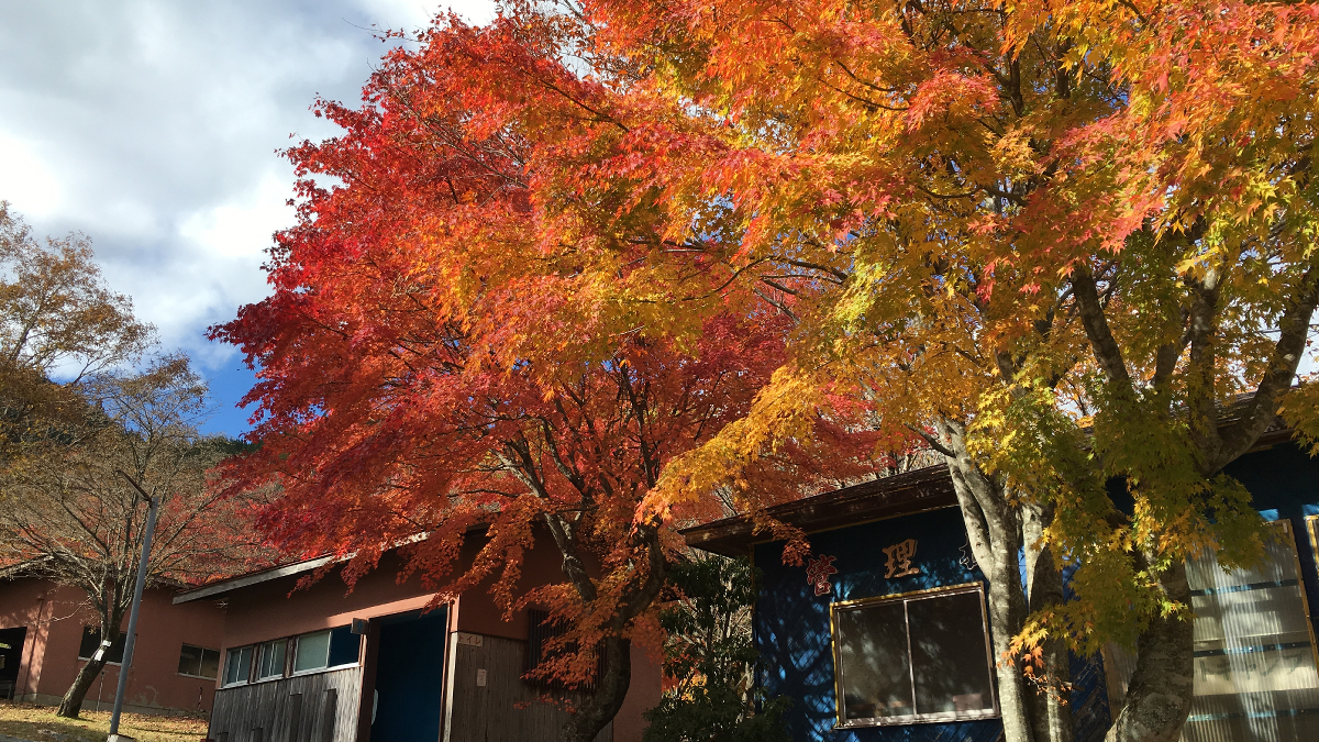 ちくさ高原　紅葉