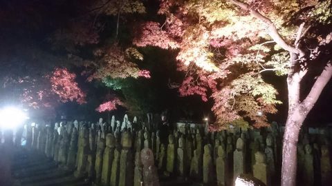 五百羅漢紅葉ライトアップ｜羅漢寺｜加西市