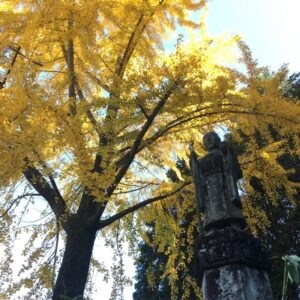 大イチョウ｜佛扇山文殊院｜市川町坂戸