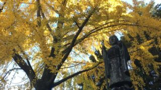 大イチョウ｜佛扇山文殊院｜市川町坂戸
