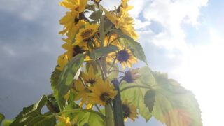 市川町｜一本からたくさんの開花？｜ひまわりスマイルプロジェクト