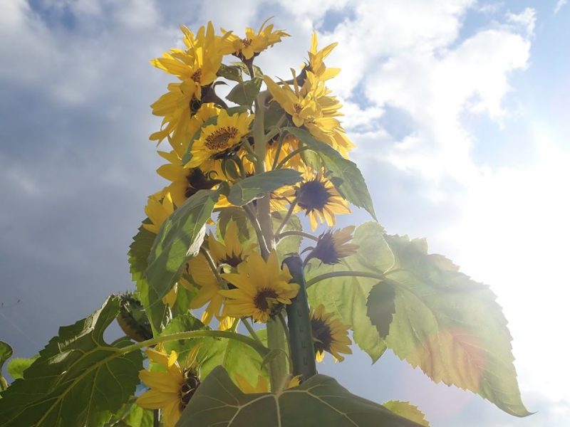 市川町川辺小学校 一本から31もの花が開花するヒマワリ いいものタウン 兵庫県神崎郡と近郊エリア