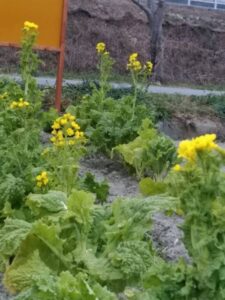町の駅「花と実りの駅」では菜の花｜市川町