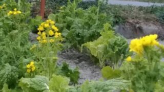 町の駅「花と実りの駅」では菜の花｜市川町