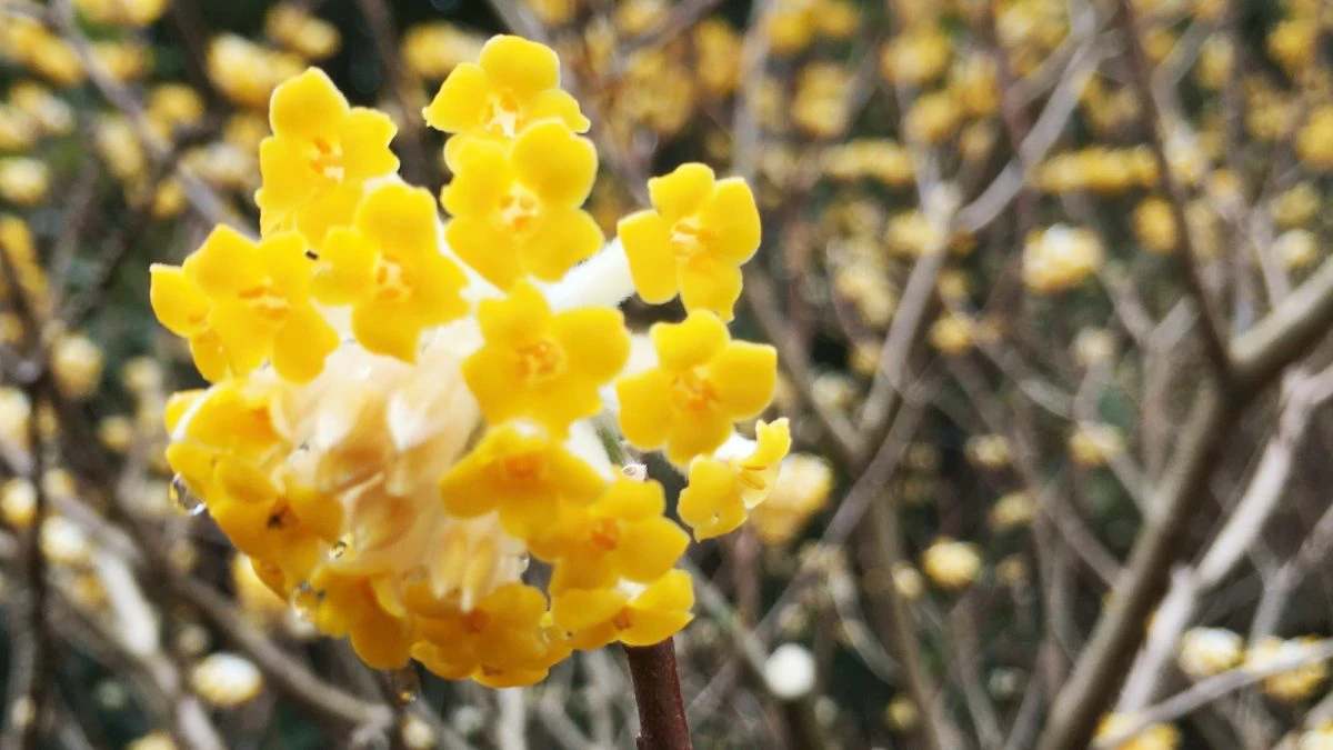 神河町 三椏 ミツマタ で山の再生 可憐な黄色い花咲く 早春の候 いいものタウン 兵庫県まんなかエリアのトレンドニュース