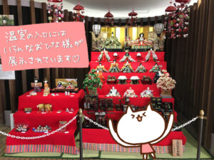 【加西市】ひなまつりフェア開催。菜の花も満開｜フラワーセンター