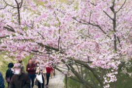 【神河町】かみかわ桜の山「桜華園」│240種、約3,000本のサクラを楽しもう！