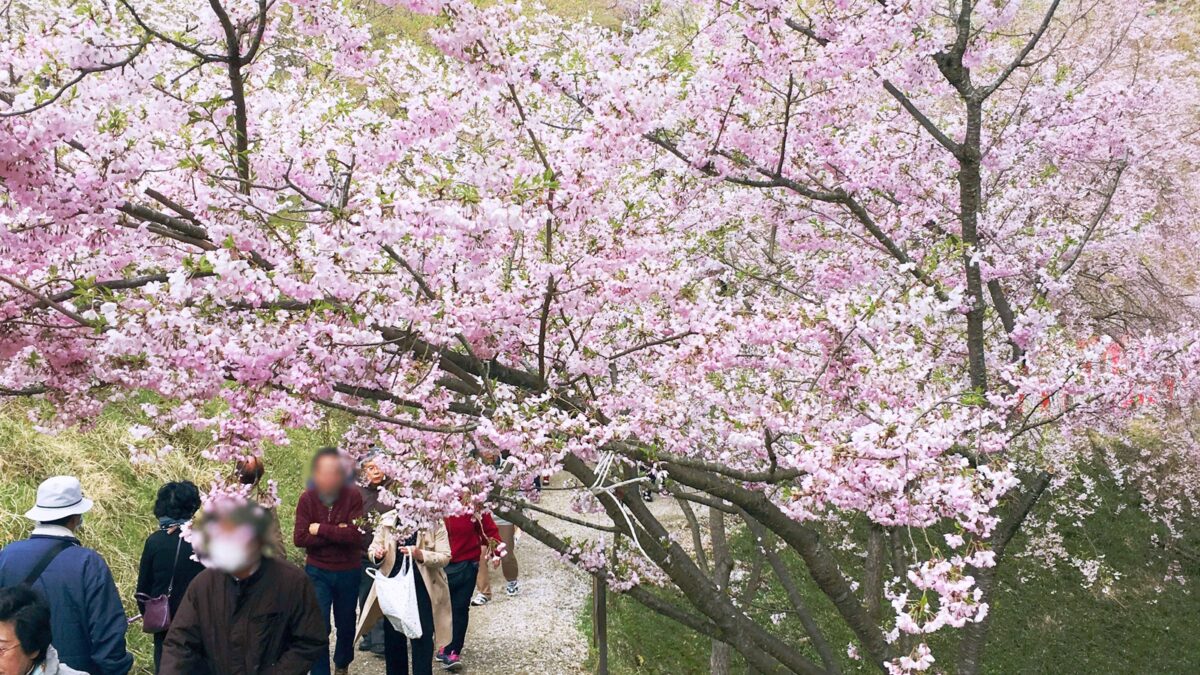【神河町】かみかわ桜の山「桜華園」240種、約3,000本のサクラを楽しもう！