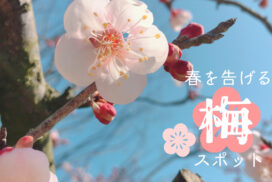【神崎郡】定番オススメ「梅の花スポット」天神さんめぐりで合格祈願