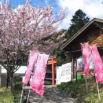 神河町の「桜華園」が3月20日に開園。さくらまつりではバザーや音楽ステージも