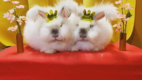 神河町 桃の節句 雛祭り アンゴラウサギがお雛様に いいものタウン 兵庫県神崎郡と近郊のトレンド
