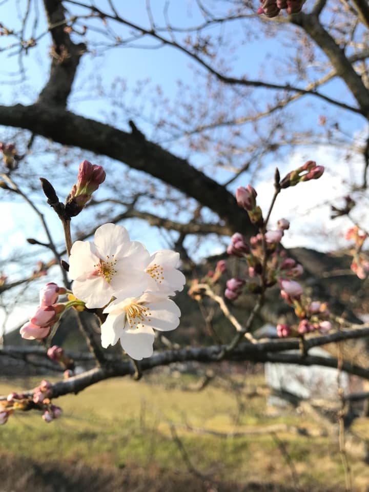 朝来市 桜が開花 一週間ほど早く いいものタウン 兵庫県神崎郡と近郊エリア